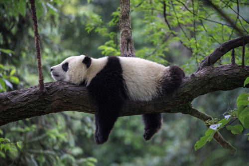 panda lying on the tree